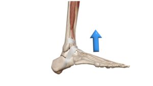 足関節背屈の図
